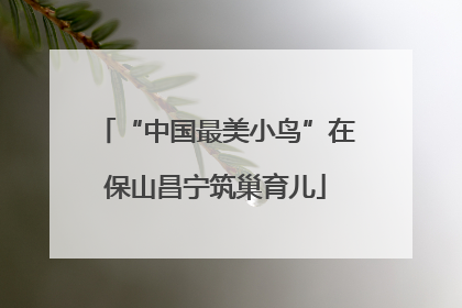 “中国最美小鸟”在保山昌宁筑巢育儿