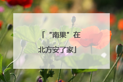 “南果”在北方安了家