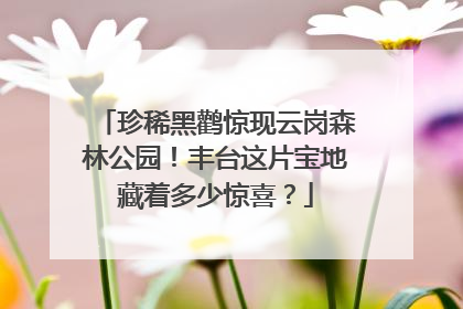 珍稀黑鹳惊现云岗森林公园！丰台这片宝地藏着多少惊喜？