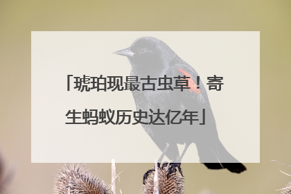 琥珀现最古虫草！寄生蚂蚁历史达亿年