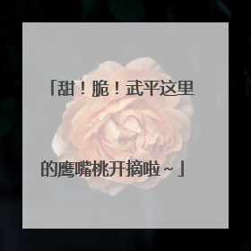 甜！脆！武平这里的鹰嘴桃开摘啦～