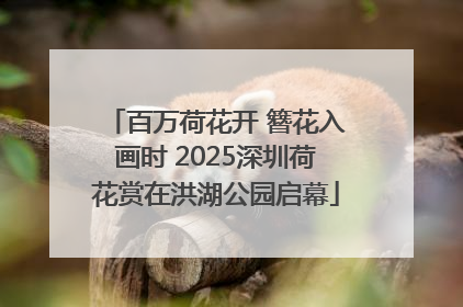 百万荷花开 簪花入画时 2025深圳荷花赏在洪湖公园启幕