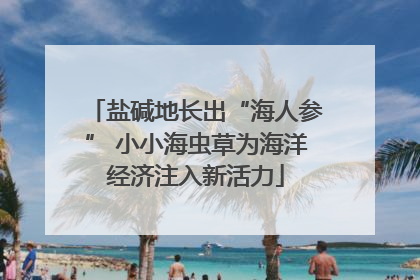 盐碱地长出“海人参” 小小海虫草为海洋经济注入新活力