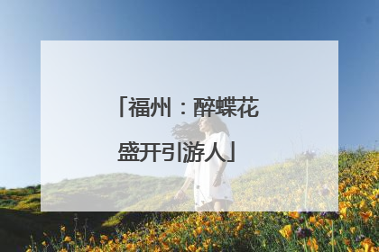 福州：醉蝶花盛开引游人