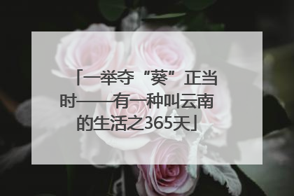 一举夺“葵”正当时——有一种叫云南的生活之365天
