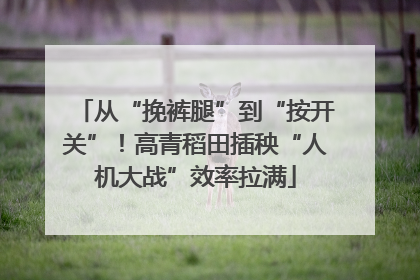 从“挽裤腿”到“按开关”！高青稻田插秧“人机大战”效率拉满