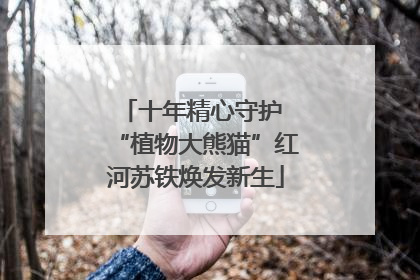 十年精心守护 “植物大熊猫”红河苏铁焕发新生