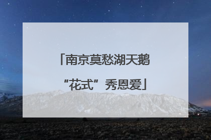 南京莫愁湖天鹅“花式”秀恩爱