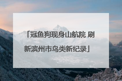 冠鱼狗现身山航院 刷新滨州市鸟类新纪录