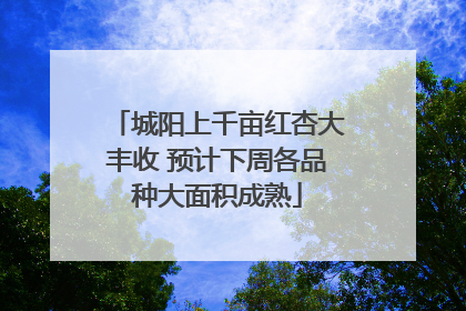 城阳上千亩红杏大丰收 预计下周各品种大面积成熟