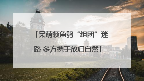 呆萌领角鸮“组团”迷路 多方携手放归自然