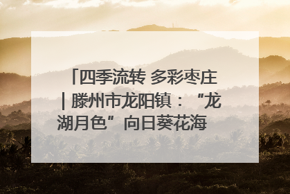 四季流转 多彩枣庄｜滕州市龙阳镇：“龙湖月色”向日葵花海 绘就乡村振兴新画卷