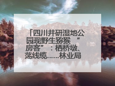 四川井研湿地公园现野生猕猴 “房客”：栖桥墩、荡线缆……林业局：已“请”到救助站，将放归自然