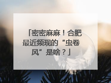 密密麻麻！合肥最近频现的“虫卷风”是啥？