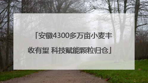 安徽4300多万亩小麦丰收有望 科技赋能颗粒归仓
