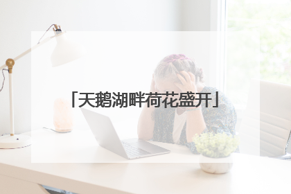 天鹅湖畔荷花盛开