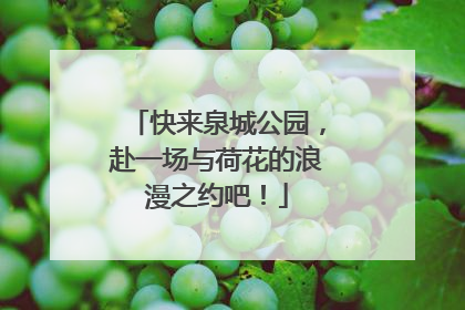 快来泉城公园，赴一场与荷花的浪漫之约吧！
