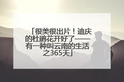 很美很出片！迪庆的杜鹃花开好了——有一种叫云南的生活之365天