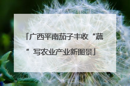 广西平南茄子丰收“蔬”写农业产业新图景