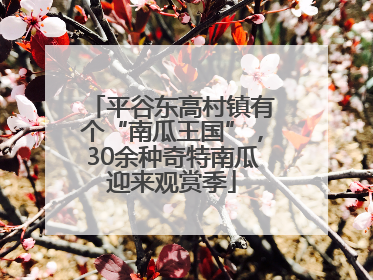 平谷东高村镇有个“南瓜王国”，30余种奇特南瓜迎来观赏季