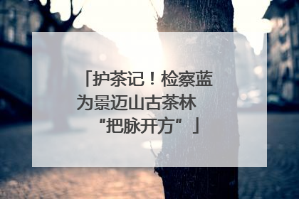 护茶记！检察蓝为景迈山古茶林 “把脉开方”