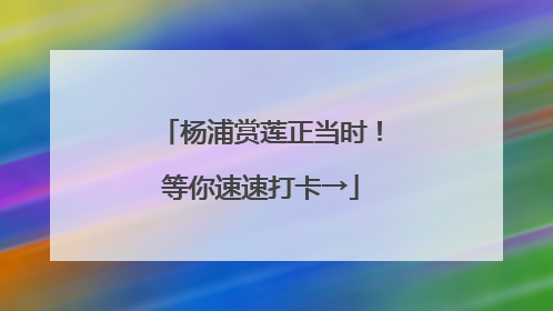 杨浦赏莲正当时！等你速速打卡→
