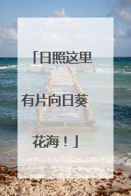 日照这里有片向日葵花海！