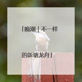 晚潮｜不一样的新塘龙舟