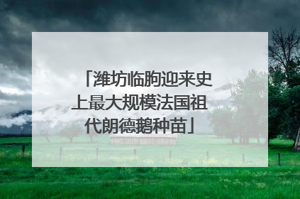潍坊临朐迎来史上最大规模法国祖代朗德鹅种苗