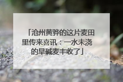沧州黄骅的这片麦田里传来喜讯：一水未浇的旱碱麦丰收了