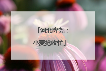 河北隆尧：小麦抢收忙