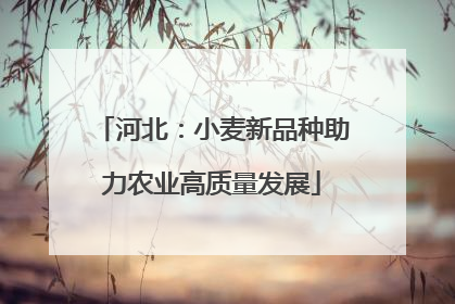 河北：小麦新品种助力农业高质量发展