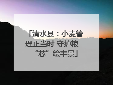 清水县：小麦管理正当时 守护粮“芯”绘丰景