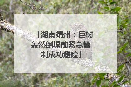 湖南靖州：巨树轰然倒塌前紧急管制成功避险
