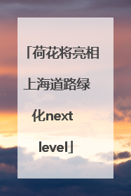 荷花将亮相 上海道路绿化next level