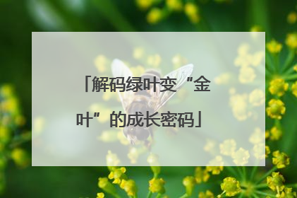 解码绿叶变“金叶”的成长密码