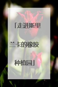 走进斯里兰卡的橡胶种植园