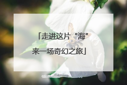 走进这片“海”来一场奇幻之旅