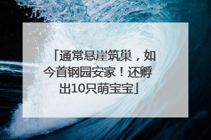 通常悬崖筑巢，如今首钢园安家！还孵出10只萌宝宝