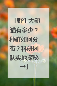 野生大熊猫有多少？种群如何分布？科研团队实地探秘→