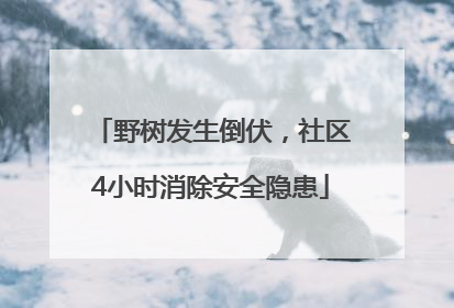 野树发生倒伏，社区4小时消除安全隐患