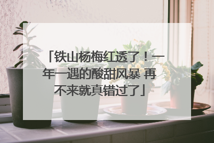 铁山杨梅红透了！一年一遇的酸甜风暴 再不来就真错过了