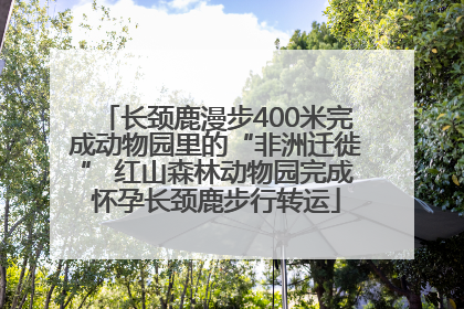 长颈鹿漫步400米完成动物园里的“非洲迁徙” 红山森林动物园完成怀孕长颈鹿步行转运