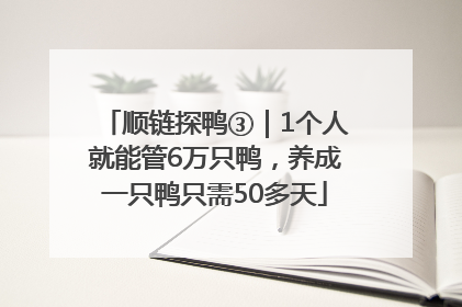 顺链探鸭③｜1个人就能管6万只鸭，养成一只鸭只需50多天