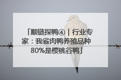 顺链探鸭④｜行业专家：我省肉鸭养殖品种80%是樱桃谷鸭