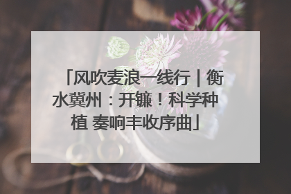 风吹麦浪一线行｜衡水冀州：开镰！科学种植 奏响丰收序曲