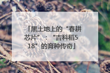 黑土地上的“春耕芯片”：“吉科稻518”的育种传奇
