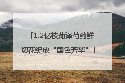 1.2亿枝菏泽芍药鲜切花绽放“国色芳华”