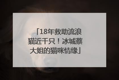 18年救助流浪猫近千只！冰城蔡大姐的猫咪情缘