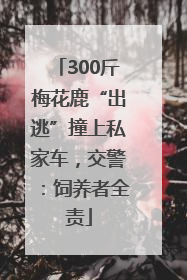 300斤梅花鹿“出逃”撞上私家车，交警：饲养者全责